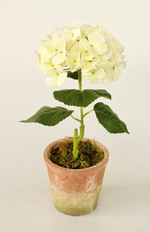 Cream Hydrangea In Scallop Edge Pot